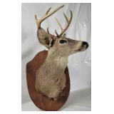 Taxidermy 3-point Buck Head Wall Dï¿½cor