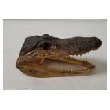 Taxidermy Small Alligator Head