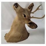 Taxidermy 2-point Buck Head Wall Dï¿½cor