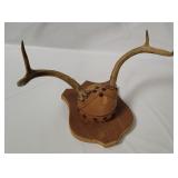 Taxidermy Deer Antlers Plaque