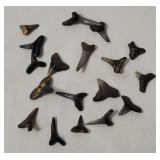 Assorted Sharks Teeth