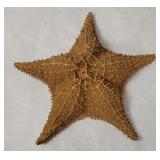 12' Diameter Starfish