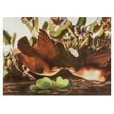 John J. Audubon NYGS Lithograph Key-west Doves