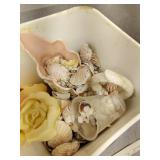 Sea shells