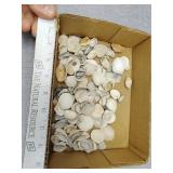 Small sea shells