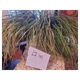PLANT IN DECORATIVE COPPER PLANTER