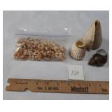 SEA SHELLS