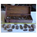 Fossils in WOOD box