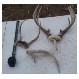 Deer Antlers