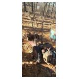 Bolens Davidson garden tiller with plow & disk.