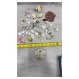 Sand Dollar, Seashell collection & Coral Reef Pcs