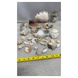 Sea Shell Art & Shell Collection