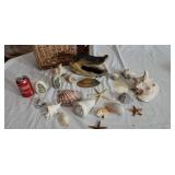 Real alligator head and seashells