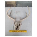 Deer Antlers