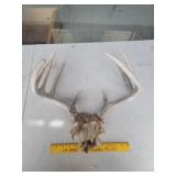 Deer Antlers