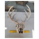 Deer Antlers