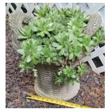 Concrete planter with hens& chics