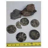 Pyrite Sun Dollars , purified wood