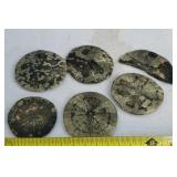 Pyrite sun Sand dollars