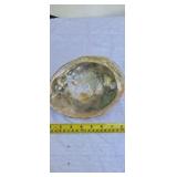 Large Green Abalone Seashell