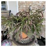 Christmas Cactus Live plant