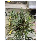 Christmas Cactus Live plant