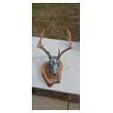 Mounted deer skull