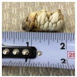 Large Herbivore Molar Teeth