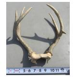 White Tail Skull Cap w/ Antlers