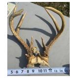 White-Tailed Deer Skull Cap with Antlers