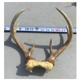 White Tail Skull Cap and Antlers
