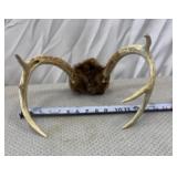 Deer Antlers with Skull CapBroken Tine