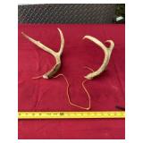 Rattling Antlers