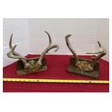 Two Deer Antler Caps on Wood