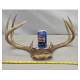 Whitetail skull cap