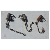 3 Coon Traps