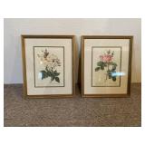 Rosa Noisettiana Framed Prints