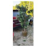 6ft Artificial Ficus Tree