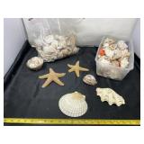 Seashells, Starfish and Coral