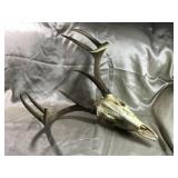 SKULL AND ANTLERS