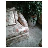 6 ft tall Ficus Tree