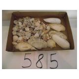 LARGE LOT OF SEA SHELLS