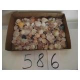 LARGE LOT OF SEA SHELLS