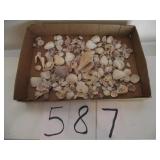 LARGE LOT OF SEA SHELLS