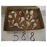 LARGE LOT OF SEA SHELLS