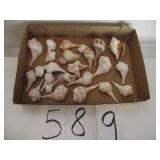 LARGE LOT OF SEA SHELLS