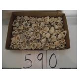 LARGE LOT OF SEA SHELLS