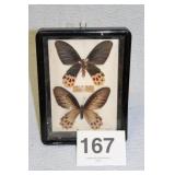 FRAMED BUTTERFLY COLLECTION ...7X9-1/2