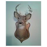 MOUNTED DEER HEAD