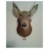 MOUNTED DEER HEAD